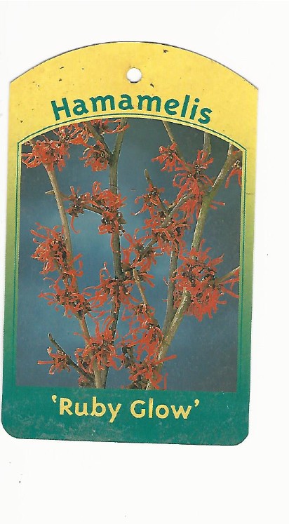 Hamamelis Ruby Glow 0001.jpg